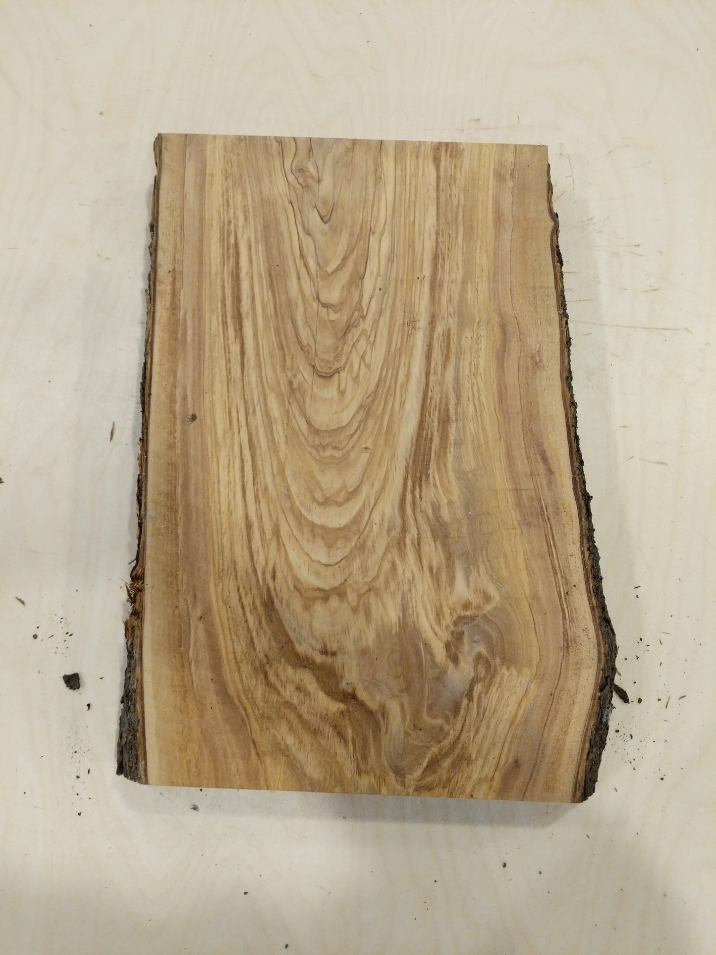 Italian Olive Wood Live Edge Mini Slab